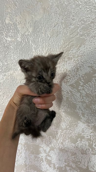 Отдам котят бесплатно
