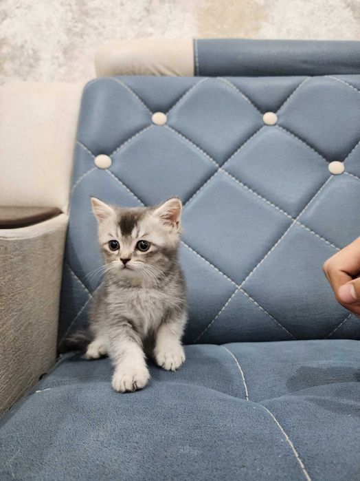 Британские страйт