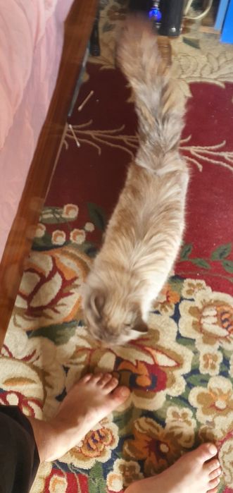 Museum zotli sotiladi