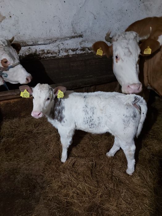 Vițea belga de vânzare