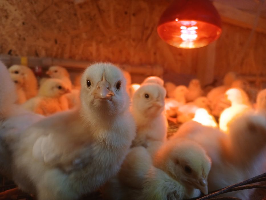 Бройлеры 5ти дневные