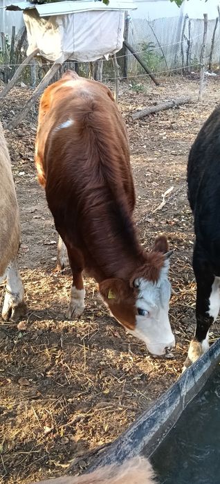 De vânzare două juninci