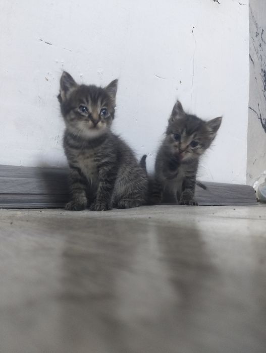 Отдам котят  в добрые руки