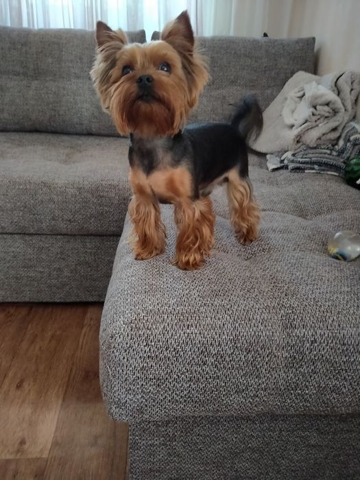 Мальчик Йорк ищет подругу для вязки