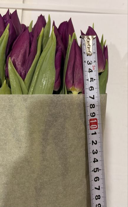 Тюльпаны оптом и розницу