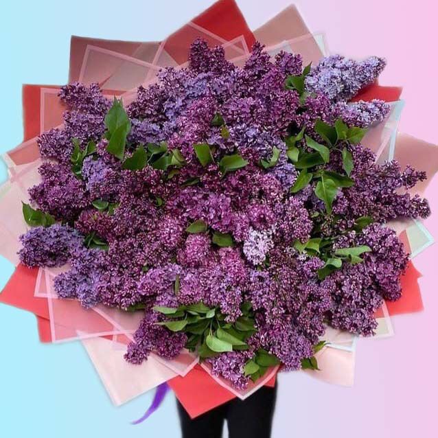 Свежая сирень — аромат весны
