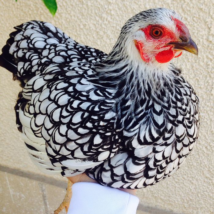 Оплодени яйца от Виандот Стандарт viandot standart