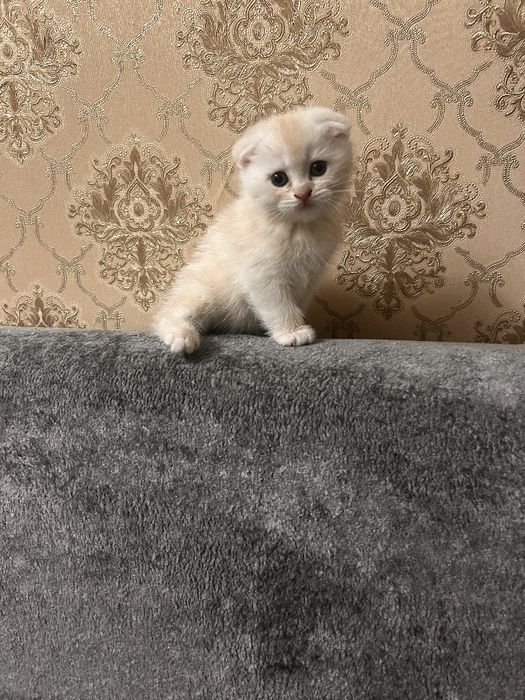 Продается котенок мальчик Скотиш фолд 1.5 месяца