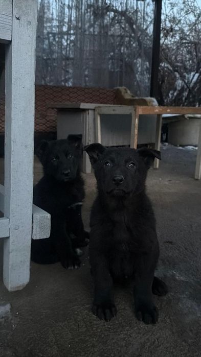Щенки немецкой овчарки