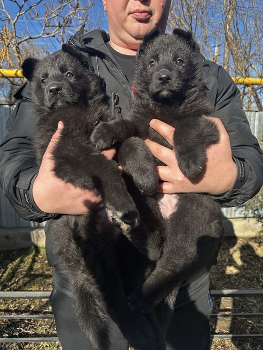 Немецкая овчарка девочка