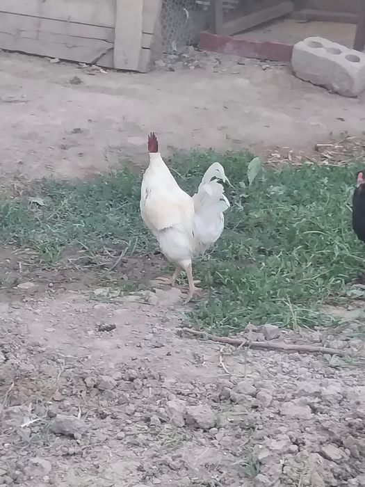 Oq Xuroz Sotiladi