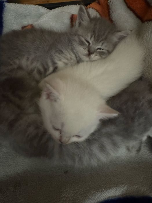 Продам котенка вислоухого