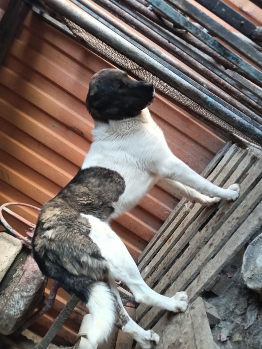 Сао 1.5 года продается