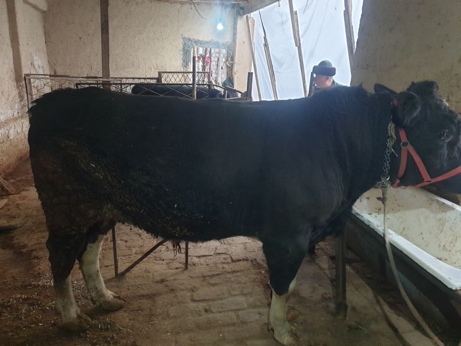 Buqa sotiladi yeb ichishi zor