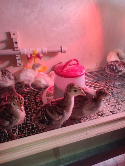 Индюшат на продажу