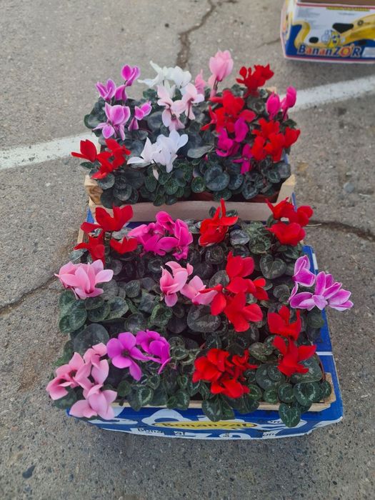 Xar xil turdagi gullarimiz sotiladi