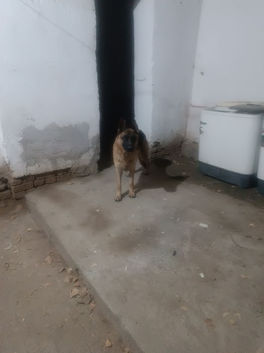 немецкий овчарка