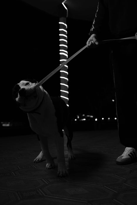 Собака чистокровный королевский Стафф на вязку