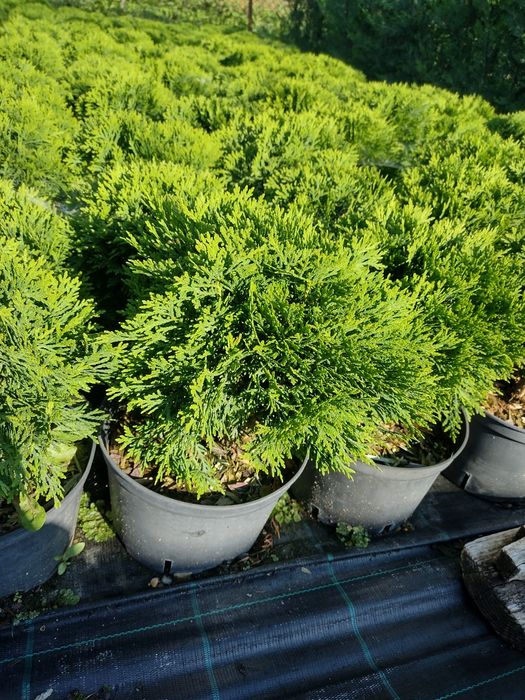 Producator vand Danica glob