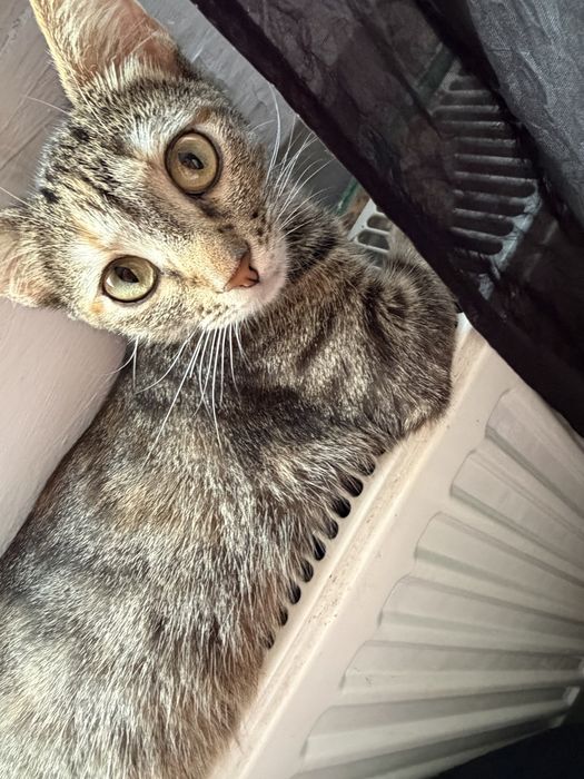 Donez pisicute pui si mama ei le am gasit pe strada