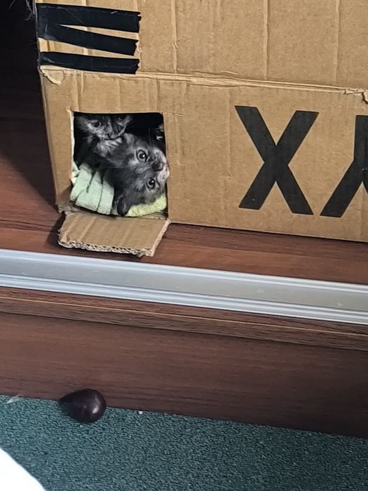 Котята даром в хорошие