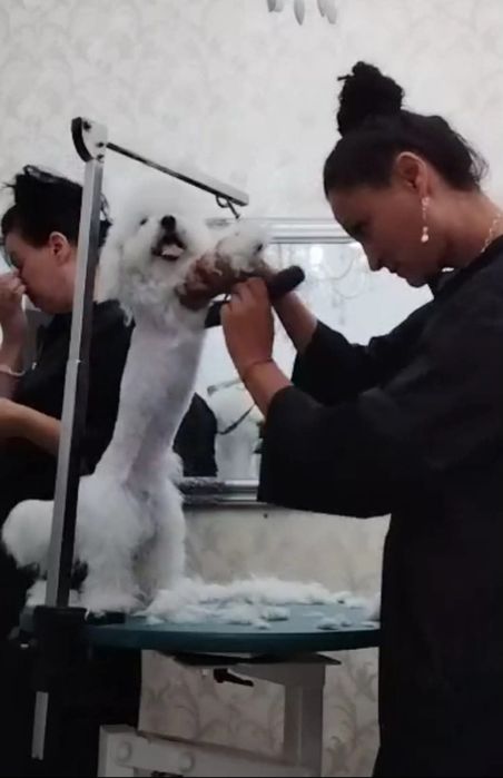 Frizerie canină ayșa