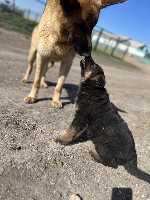 Продается щенок немецкой овчарки ( девочка)