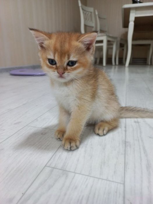 Продаются котятки породы шиншилла Fold