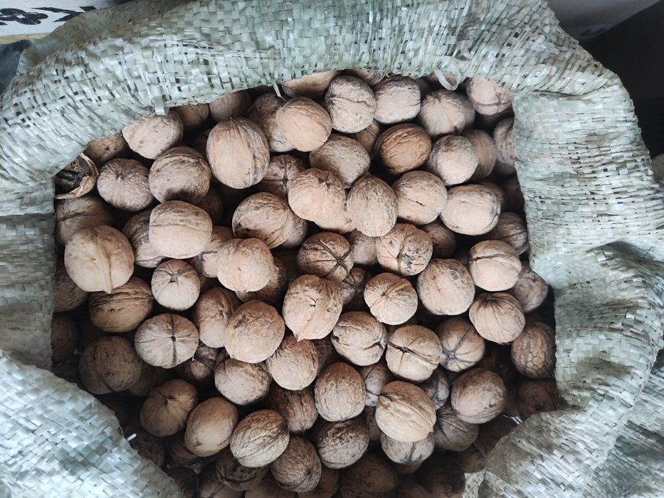 Грецкие орехи грецкие орехи