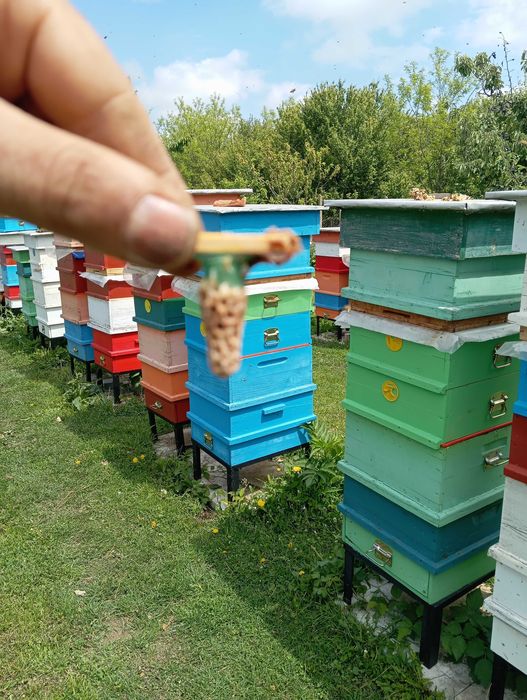 Отводки пчелни        .