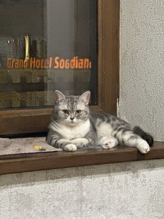 Продается в хорошие руки котята