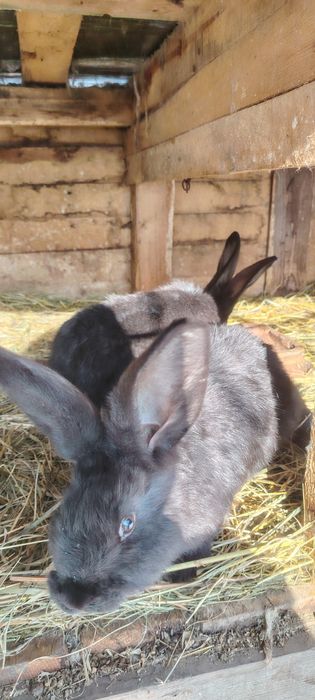 Vând iepuroaică UG și iepurași din ea