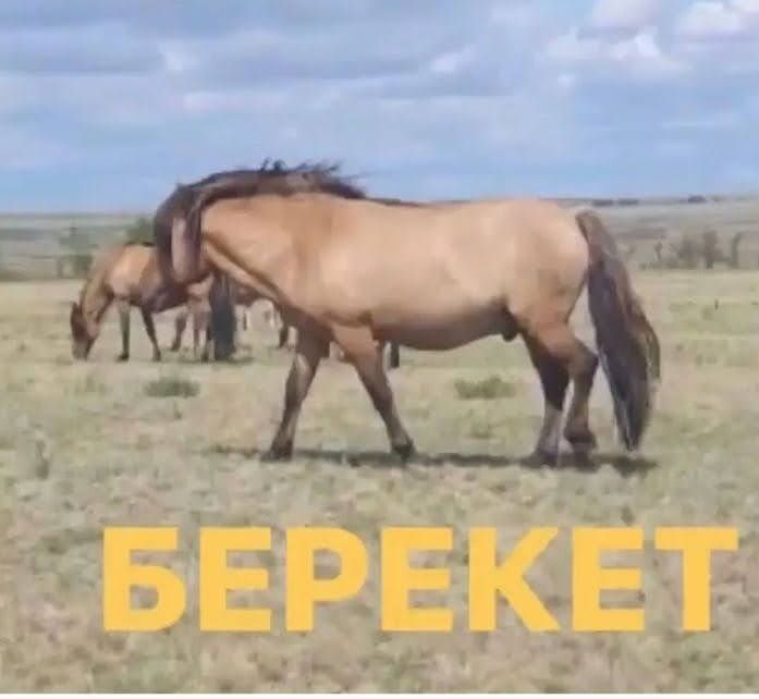 МЗ тайлар 2025. сатылымда.