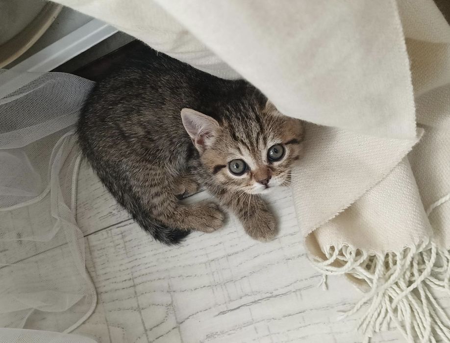 Продам шотландских котят