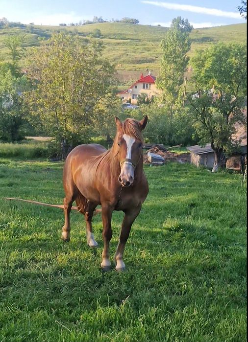 Vând armăsar 3 ani