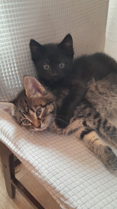 Котёнок домашни малчик бесплатно