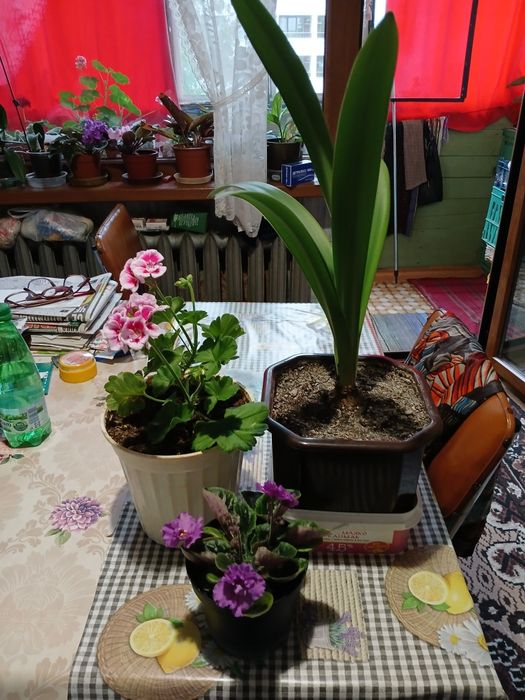 Цветя за дома 4 вида