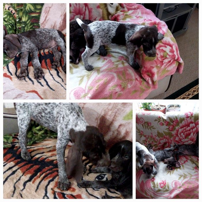 Охотники Курцхаар