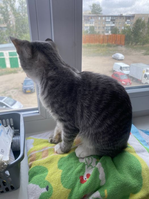отдам даром котенка