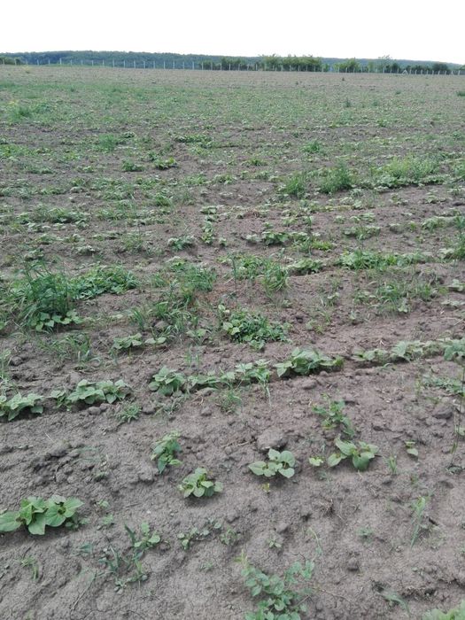 3,5 ha teren Vaculesti