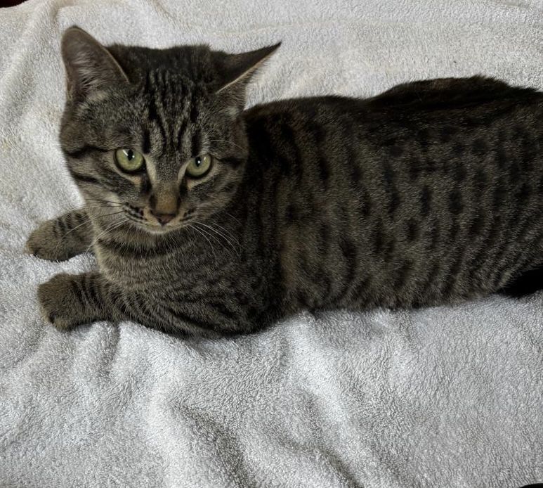 Отдам котенка в добрые руки