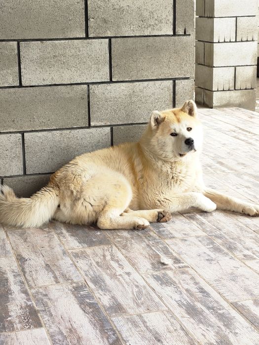Щенок Акиты -ину девочка