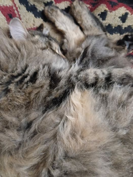 Отдам кошечку, в добрые руки