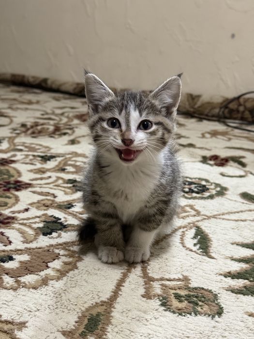 Шотландские кошки