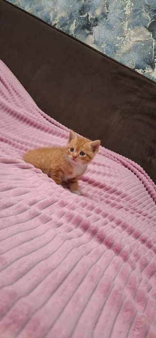 Рыжие британские котята