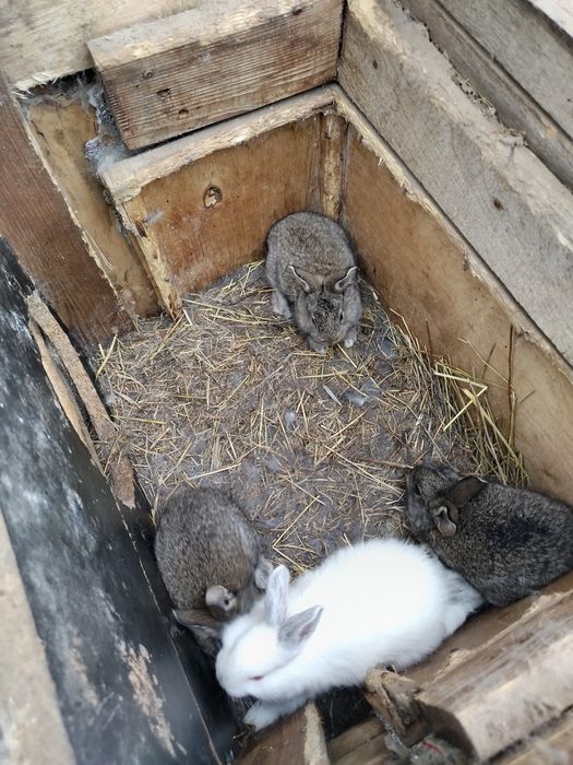 Продам крольчат.