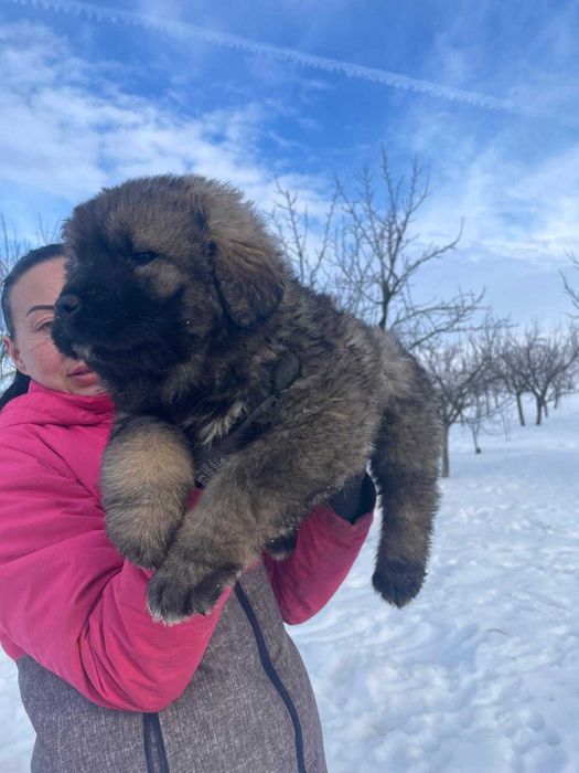 Fetite frumoase caucaziene