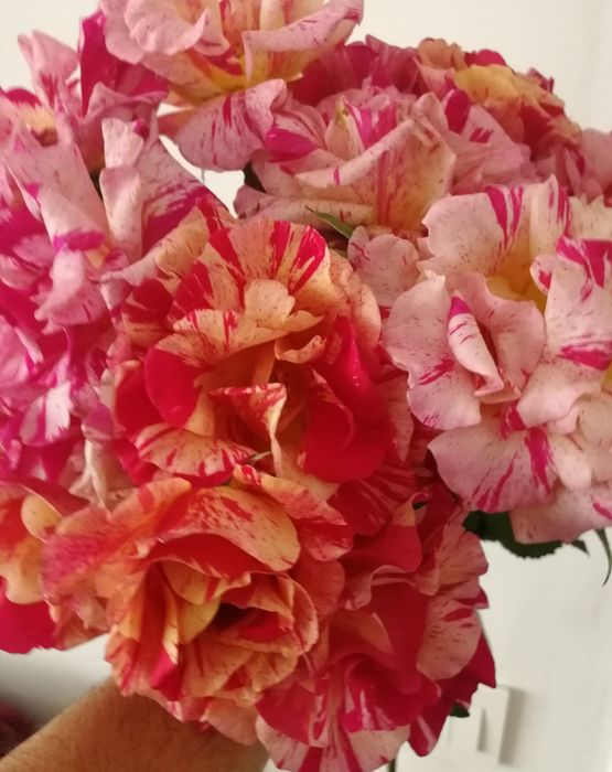 Plante ornamentale de grădină, verzi tot anul: lavandă, euonymus, yuca