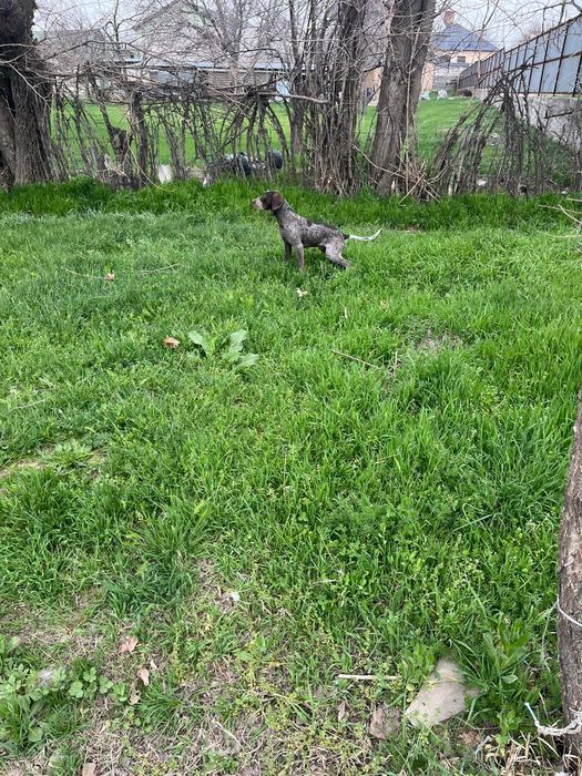 Собака курцхаар.