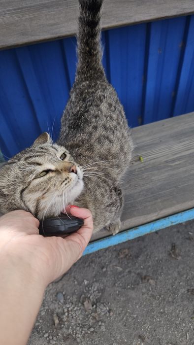 Отдам котёнка  6  месяцев